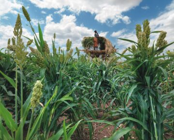 A Little Girl Takes Care Of A Sorghum Cereal Field So That The Birds Do Not Eat It In The Omo Valley In Ethiopia